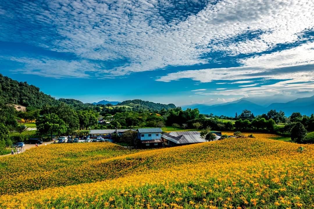 2026花蓮金針花季8/8登場！赤科山、六十石山黃金海絕美交織